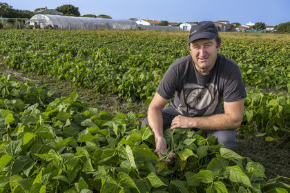 France, Charente-Maritime (17), Ile d'Oléron, Saint-Denis-d'Oléron, Christophe Pougnaud, le maraicher des Légumes du Phare, il nous montre ses haricots verts
