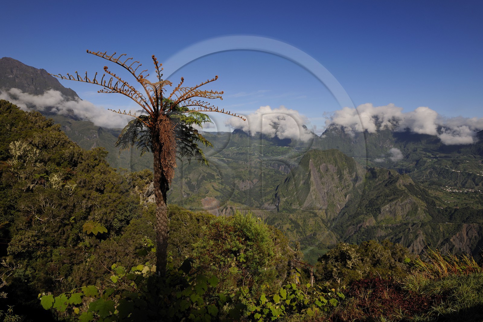 France, Reunion island (French overseas department), cirque de Salazie, listed as World Heritage by UNESCO, tree ferns