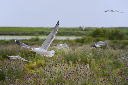 France, Finistere, La Foret Fouesnant, Glenan islands, Loch island, seagulls