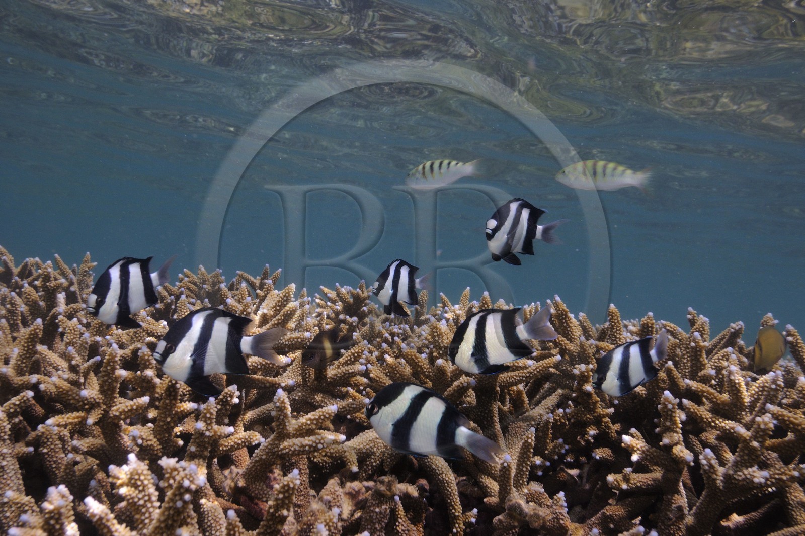France, île de la Réunion, le récif corallien du lagon de la plage de Saint-Gilles et de l'Ermitage (vue sous-marine)