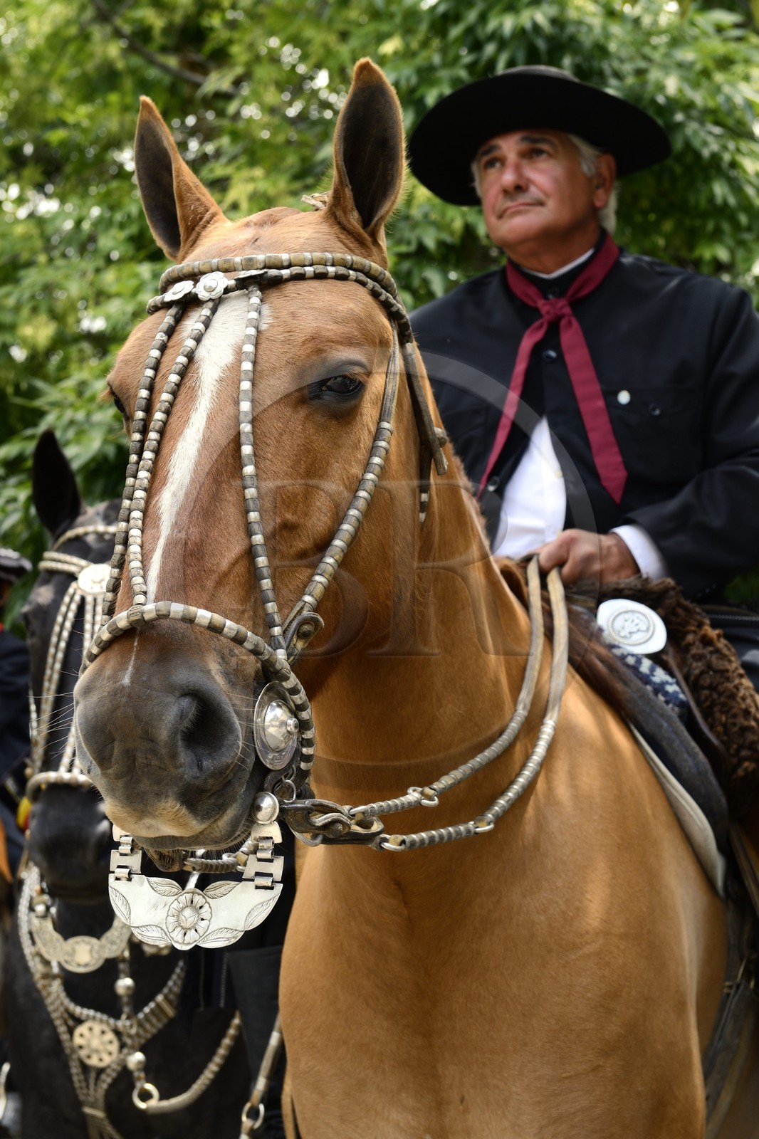 Argentine, province de Buenos Aires, San Antonio de Areco, fête du Jour de la Tradition (Dia de la Tradicion), travail d'orfèvre sur un harnais en argent utilisé lors de grandes occasions par un     estanciero (gaucho propriétaire d'un ranch)