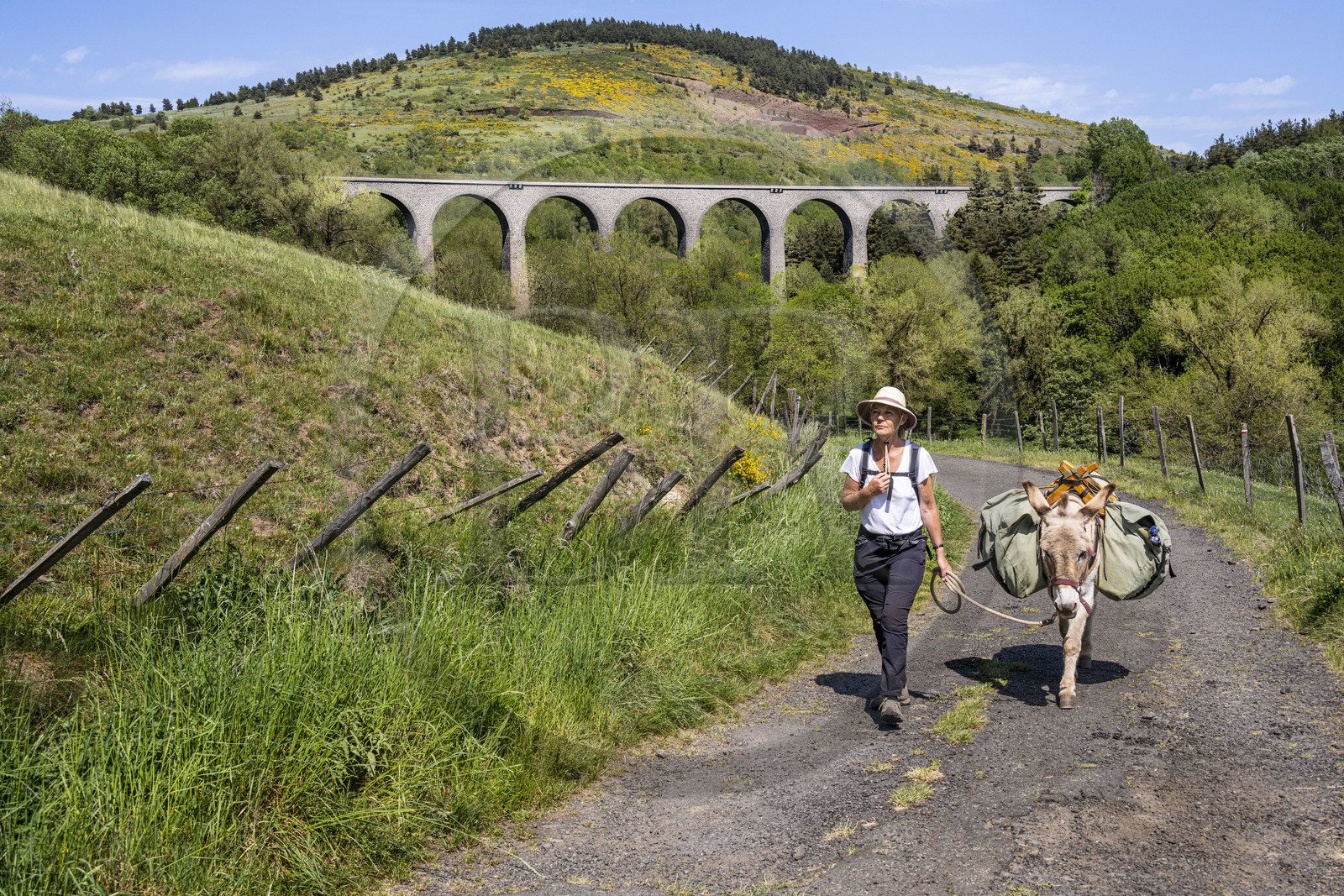 France, Haute-Loire (43), Rauret, randonnée avec un âne sur le chemin de Stevenson (GR 70) et le viaduc ferroviaire d'Arquejols en arrière plan