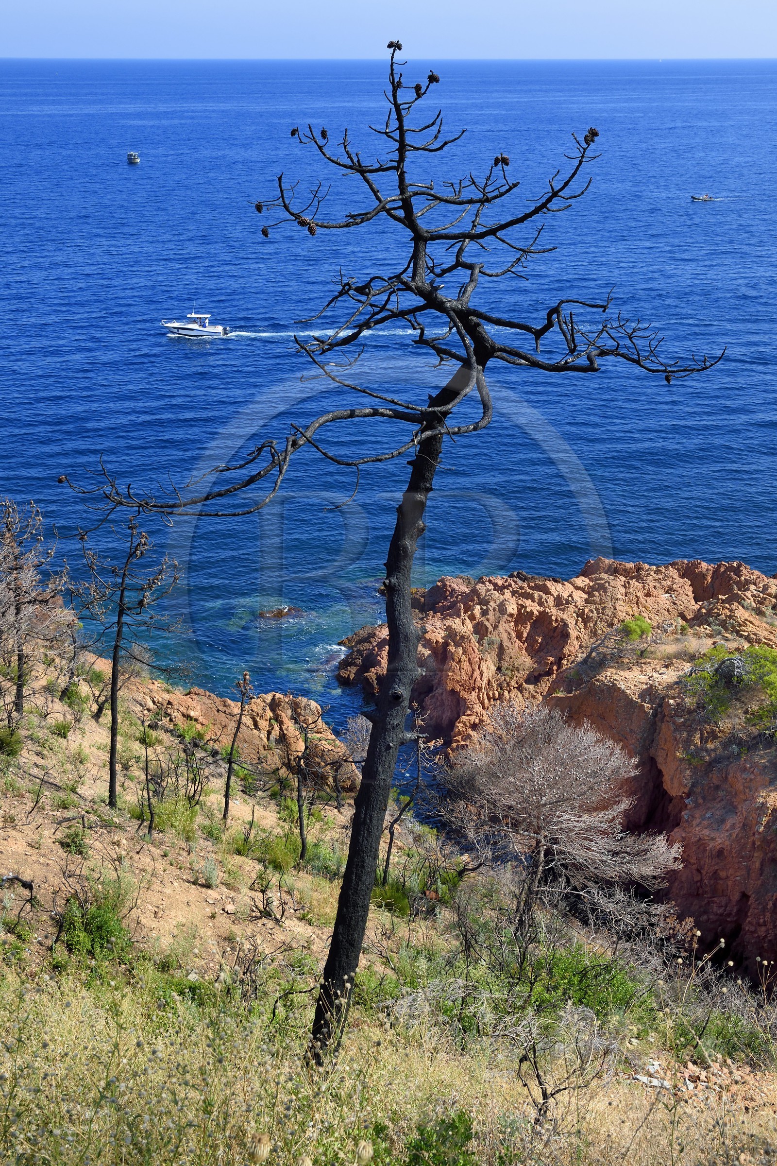 France, Var (83), Agay commune de Saint-Raphaël, massif de l'Estérel, Massif du Cap Roux, la Corniche d'Or, arbres calcinés par les incendies vers la calanque de Saint-Barthélemy