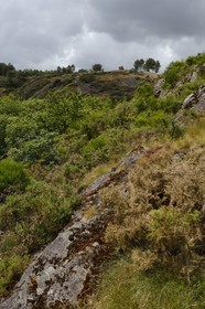 France, Morbihan (56), forêt de Brocéliande, Tréhorenteuc, la lande du Val sans retour