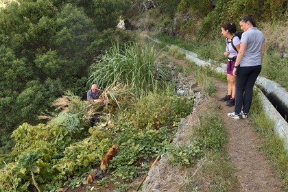 Portugal, Madeira Island, hike from Machico to Porto da Cruz by the Vereda do Larano, Lourenço Perestelo cuts the sugar cane in his small field along the levada dos Maroços
