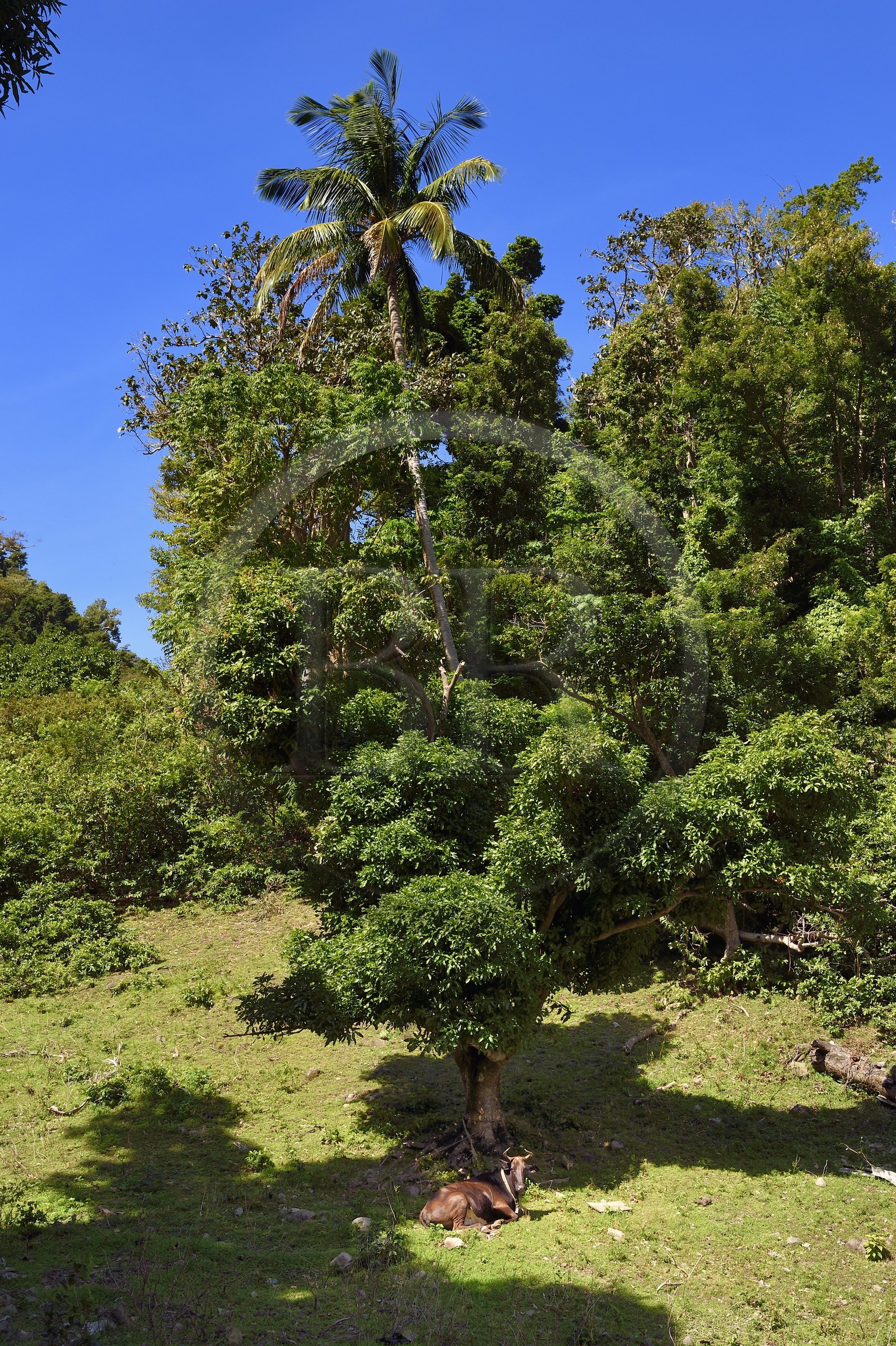 Caraïbes, Ile de la Dominique, Soufrière, dans les montagnes du sud de l'île le long du Segment 1 du Waitukubuli National Trail entre Scotts Head Village et Soufriere Estate, vache sous un arbre