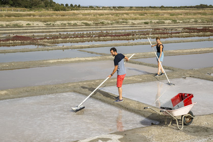 France, Charente-Maritime (17), Port-des-Barques, Ile Madame, la Ferme Aquacole de l'Ile Madame, Jean Philippe et Gaelle Mineau récoltent le sel de leur saline