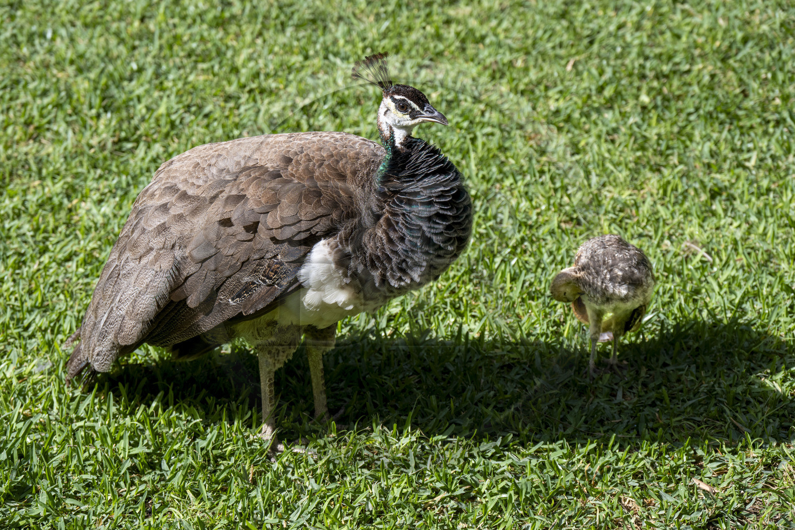 Spain, Andalusia, Seville, the Alcazar of Seville (Reales Alcazares de Sevilla), listed as World Heritage by UNESCO, peacock in the gardens