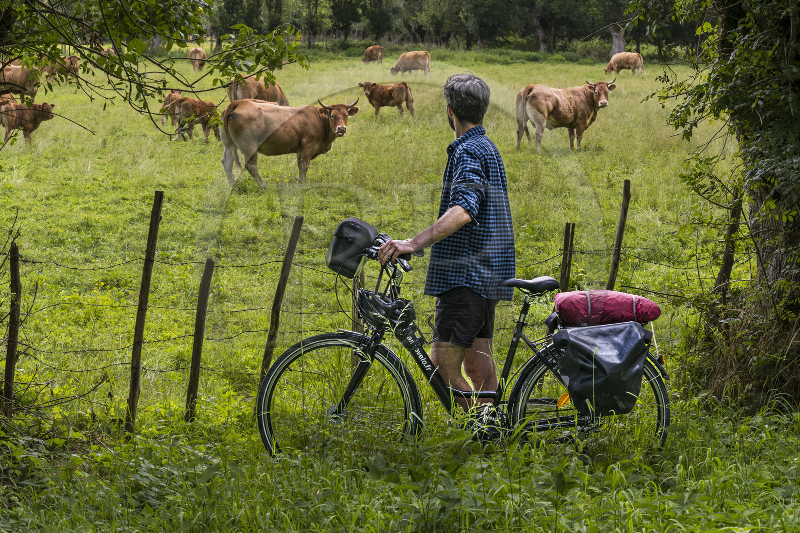 France, Deux-Sèvres (79), le Marais Poitevin, la Venise Verte, Le Vanneau-Irleau, randonnée à bicyclette le long des canaux, rencontre avec des vaches