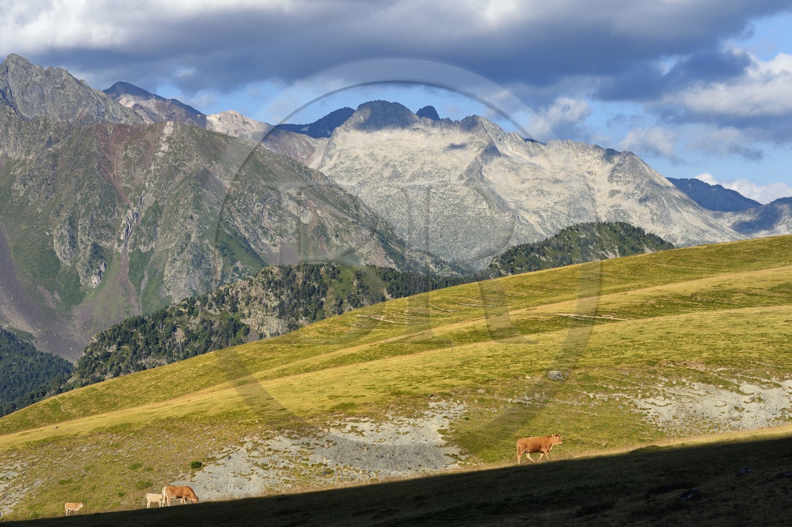 France, Hautes Pyrenees, Saint Lary Soulan and Vielle-Aure, hike on a variant of the GR10 between the Portet pass and the Bastan lakes on the edge of the Neouvielle nature reserve in the background, herd of cows in the summer pasture