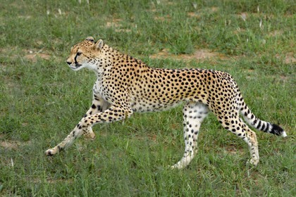 Namibia, Otjiwarongo, Cheetah Conservation Fund, research and education centre, cheetah (Acinonyx jubatus)