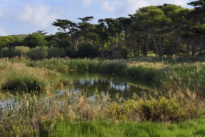 France, Var (83), Iles d'Hyères, parc national de Port Cros, Ile de Porquerolles, l'étang de la plaine