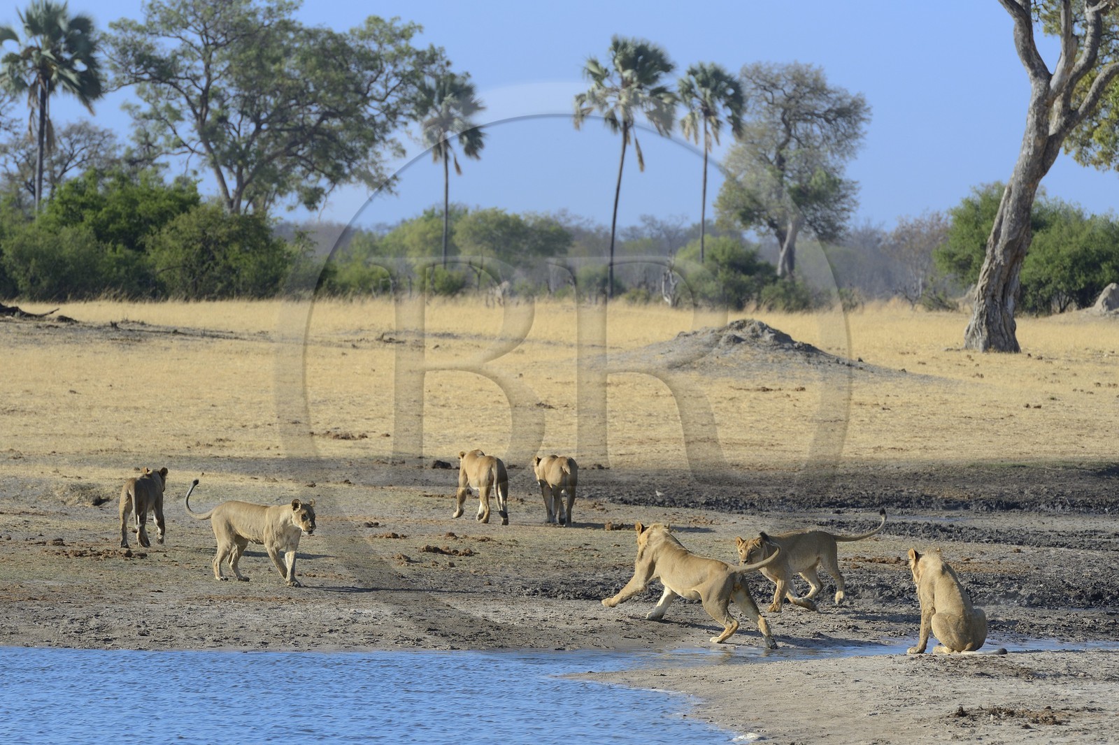 Zimbabwe, Matabeleland North Province, Hwange National Park, group of lions (Panthera leo) around a pond
