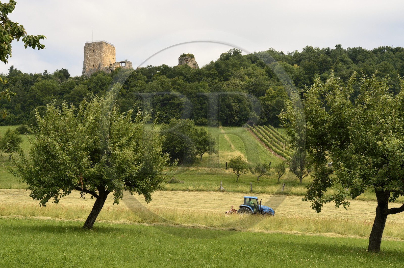 France, Haut-Rhin (68), Sundgau, Leymen, château du Landskron