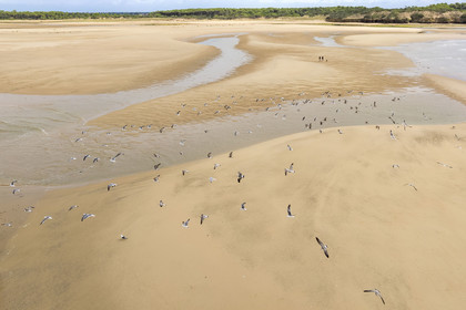 France, Vendée (85), Talmont-Saint-Hilaire, la Pointe du Payré, promeneurs et mouettes sur la plage du Veillon et estuaire de la rivière Payré (vue aérienne)