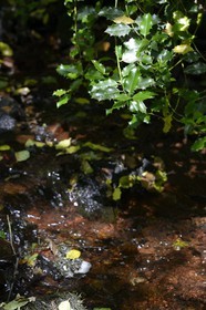 France, Ille-et-Vilaine (35),  forêt de Brocéliande, la vallée de l'Aff, branche de houx (Ilex aquifolium)