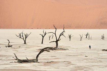 Namibie, région d'Hardap, désert du Namib, parc national du Namib-Naukluft, Erg du Namib classé Patrimoine Mondial de l'UNESCO, dunes de Sossusvlei, Dead Vlei, arbres morts de Camelthorn Acacia (Acacia erioloba)