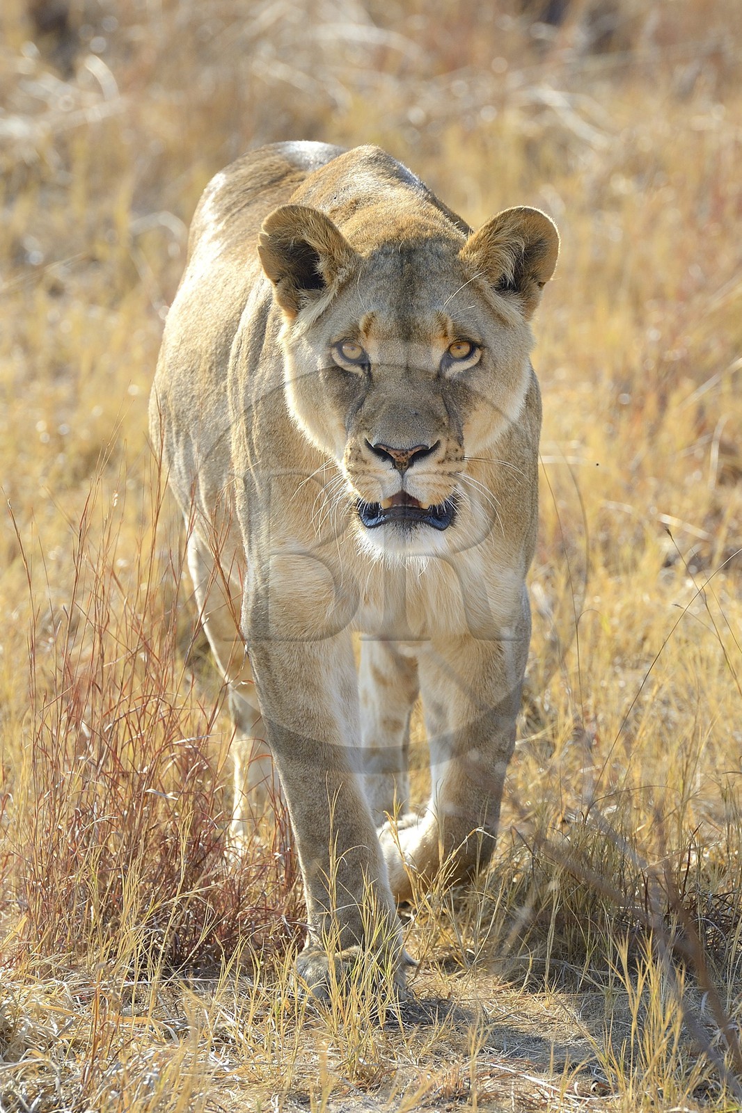 Zimbabwe, province des Midlands, Gweru, Antelope Park qui abrite ALERT (African Lion and Environmental Research Trust), Zone 2, une des quatre jeunes lionnes (panthera leo) qui sera relachée en clan dans un parc national pour le repeupler