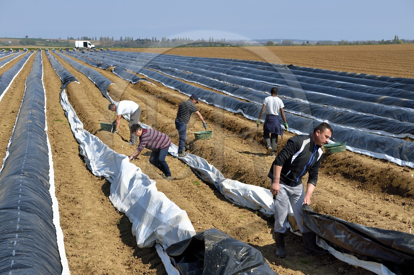 France, Bas Rhin, Fessenheim-Le-Bas, harvest of white asparagus in a field of the Weckel Farm