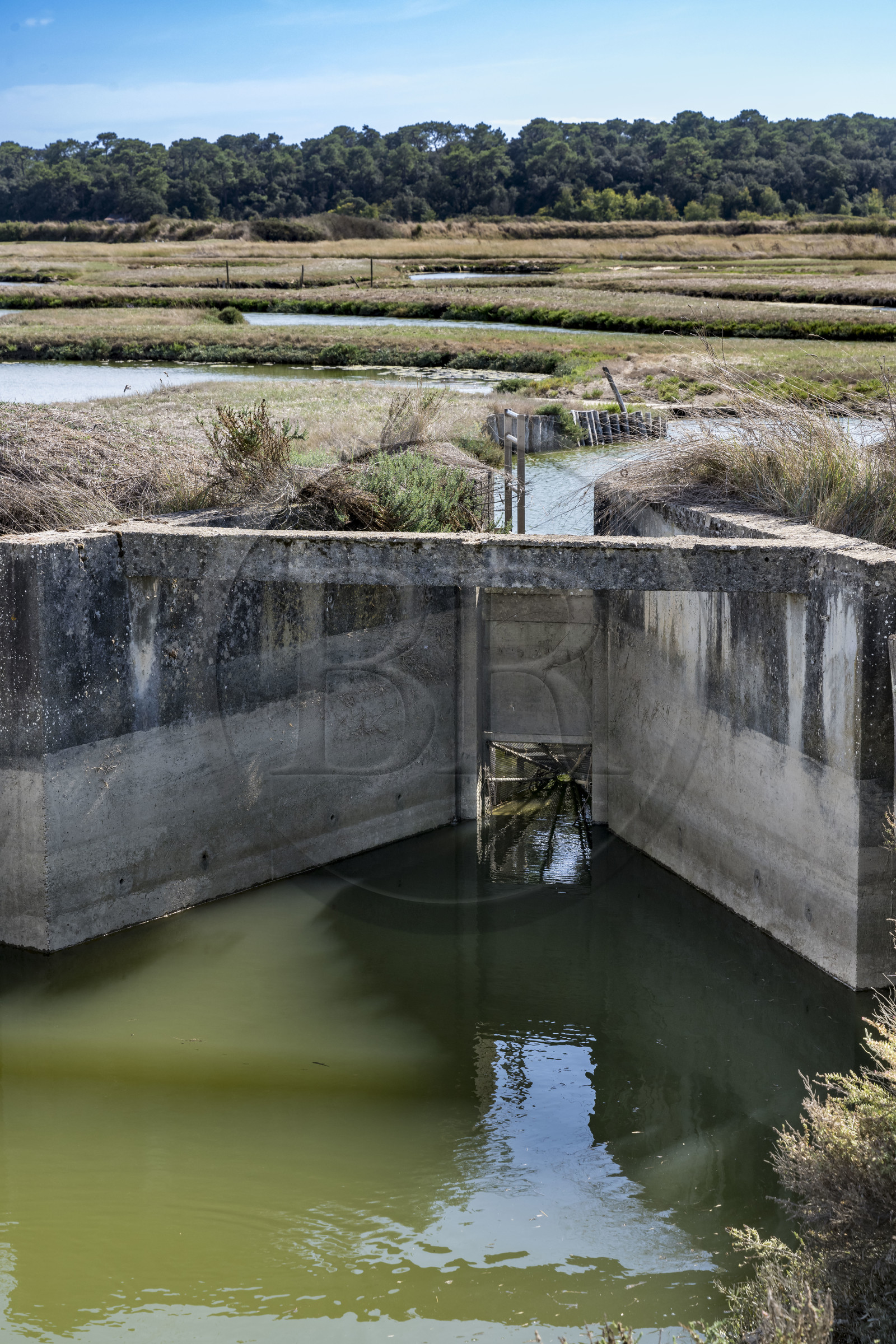 France, Vendée (85), Talmont-Saint-Hilaire, marais de la Guittière dans l'arrière pays de la Pointe du Payré, borgnon qui n'autorise le passage des poissons vers le marais que dans un sens