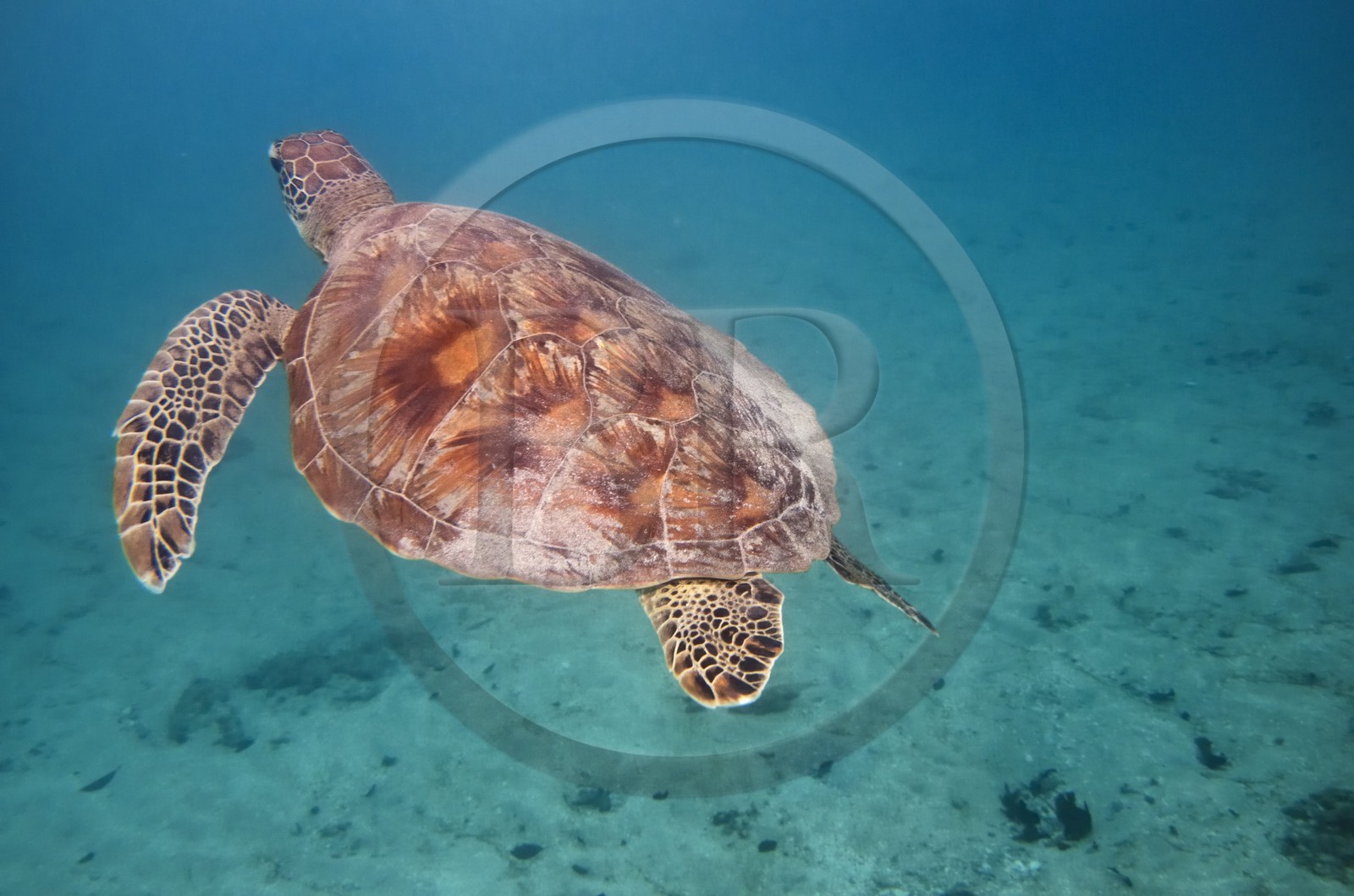 France, Ile de Mayotte, Grande-Terre, Kani-Keli, plage de N’Gouja, tortue (de mer) verte (Chelonia mydas)