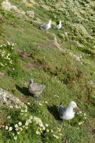 France, Cotes-d'Armor, Perros-Guirec, Sept-Iles Archipelago and bird sanctuary, Ile aux Moines, youth and adult gulls, nesting area
