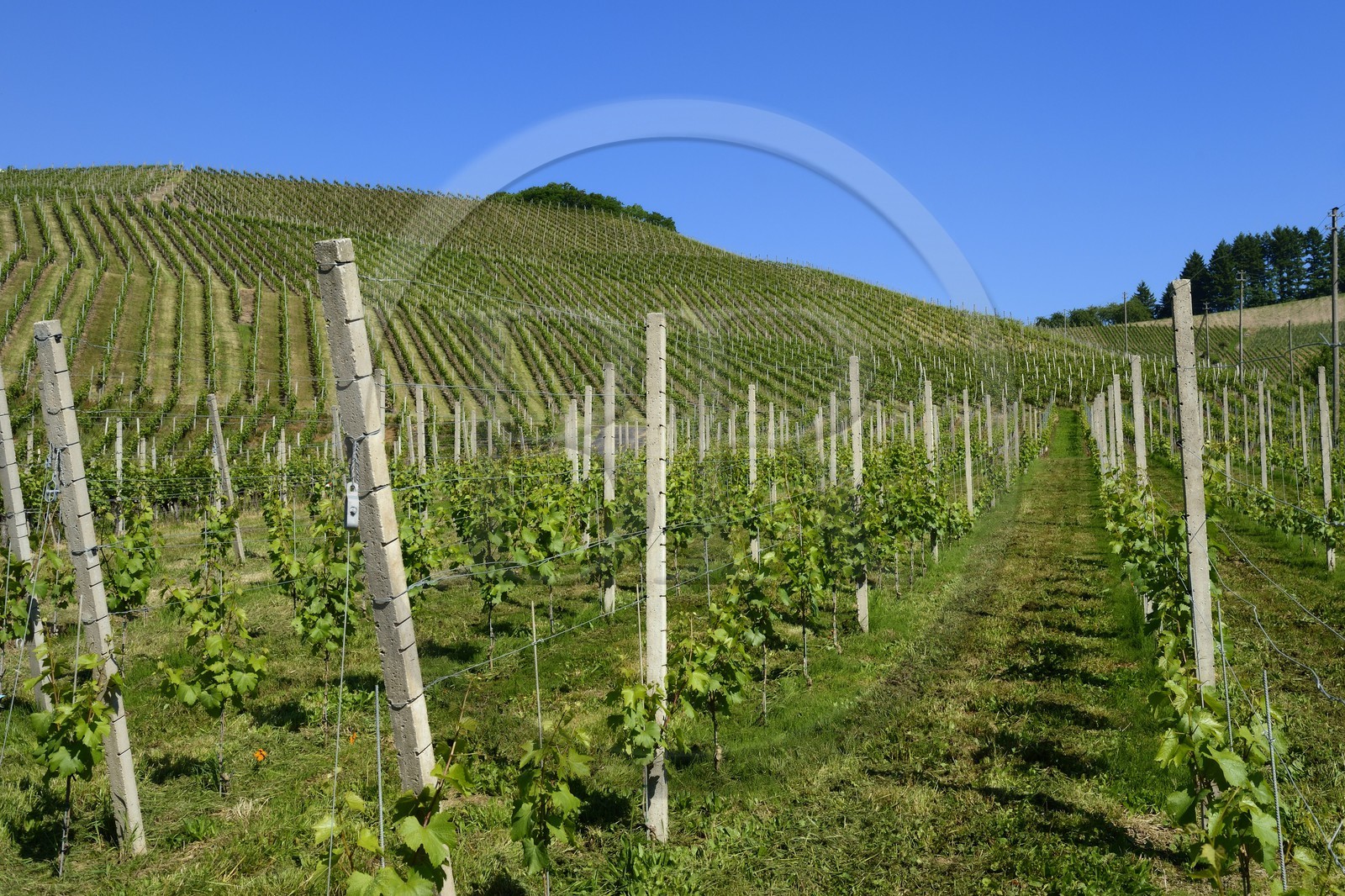 Germany, Baden-Wurttemberg, Durbach vineyard, winery Laible