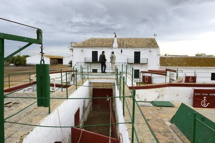 Spain, Andalusia, Seville Province, Utrera, the property El Toruno, breeding of fighting bulls, one of the training arenas