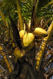 France, île de la Réunion, cocotier
