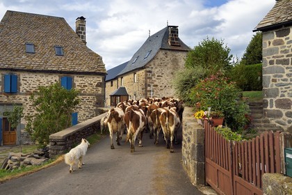 France, Cantal (15), Sainte-Marie, hameau de La Terrisse, élevage de vache laitières de race montbéliarde de la ferme de Cantagrel, retour des vaches à la ferme par le village pour la traite du soir