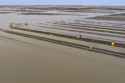 France, Charente Maritime, Oleron island, Dolus d’Oléron, maintenance of the oyster beds in the Marennes-Oléron basin in the Pertuis d'Antioche at low tide (aerial view)