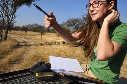 Zimbabwe, province des Midlands, Gweru, Antelope Park qui abrite ALERT (African Lion and Environmental Research Trust), Yvonne Gordon est une permanente du projet en charge de l'observation du comportement des lions qui seront relachés en clan dans un parc national, ici en zone 2 des femelles adultes et leurs petits ainsi que le mâle qui ont enfantés les lions qui seront relachés