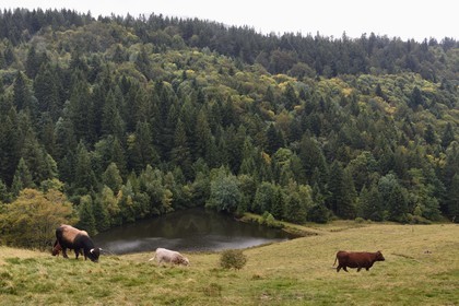 France, Vosges, Ballons des Vosges Regional Natural Park, Saint Maurice sur Moselle, chaume des Neuf Bois meadow, herd of Salers and Aubracs cows at the edge of the forest