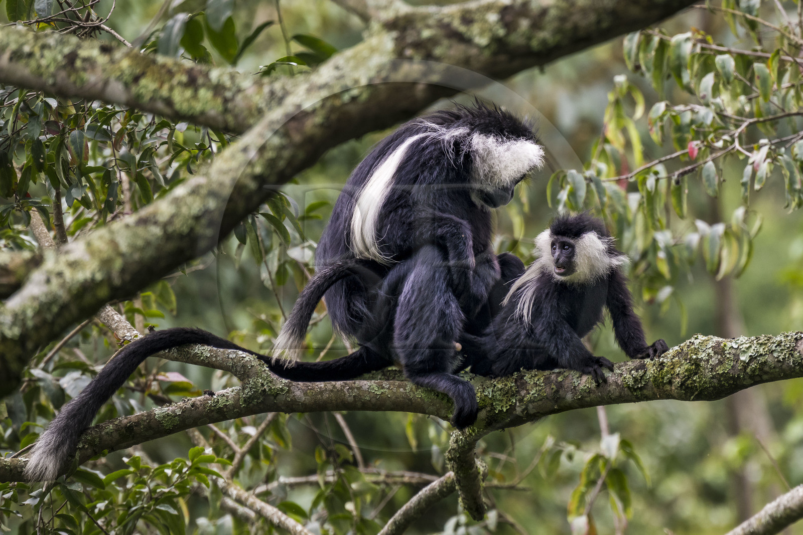 Rwanda, Province de l’Ouest, Gisakura, Parc national de Nyungwe, Colobes de Ruwenzori (Colobus angolensis ruwenzorii) pendant un safari à pied dans la forêt tropicale humide naturelle