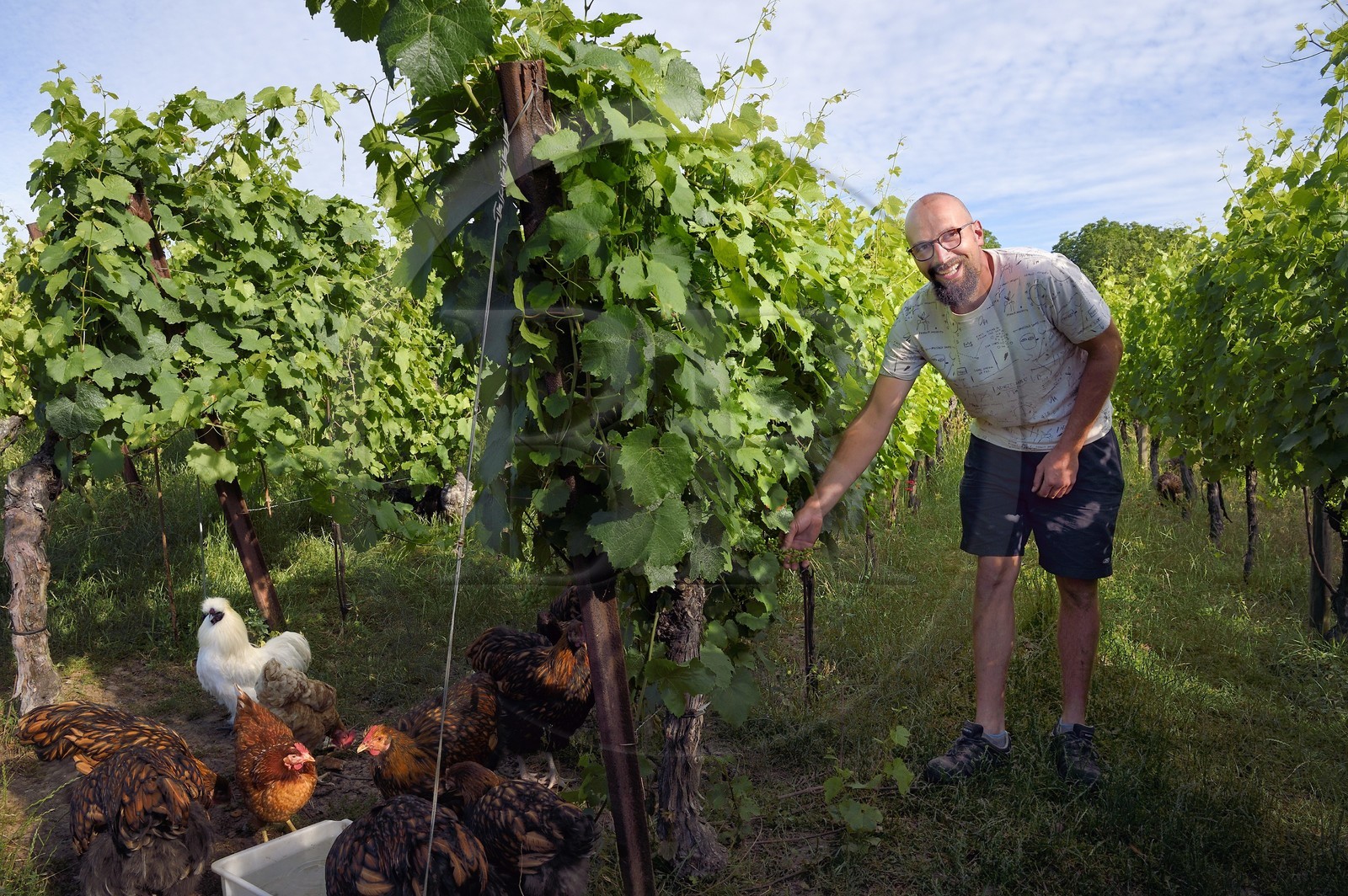 France, Bas-Rhin (67), Route des vins d'Alsace, Traenheim, Domaine viticole MULLER Charles & Fils, le vigneron bio Nathan Muller fait des essais d'implantation de poules dans les vignes pour permettre un entretien bio