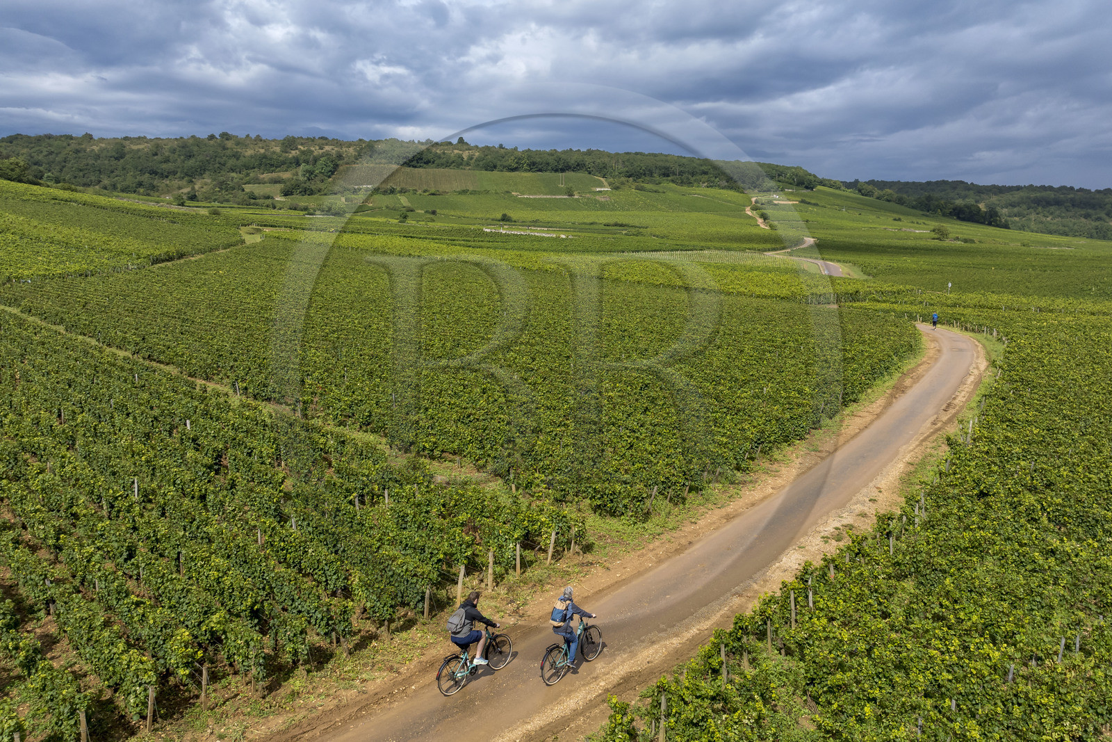 France, Côte-d'Or (21), Paysage culturel des climats de Bourgogne classés Patrimoine Mondial de l'UNESCO, vignoble de la Côte de Nuits, cyclotourisme sur la Route des Grands Crus à Vosne-Romanée