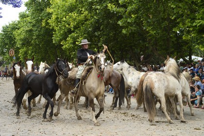 Argentine, province de Buenos Aires, San Antonio de Areco, fête du Jour de la Tradition (Dia de la Tradicion), gaucho présentant son troupeau de chevaux