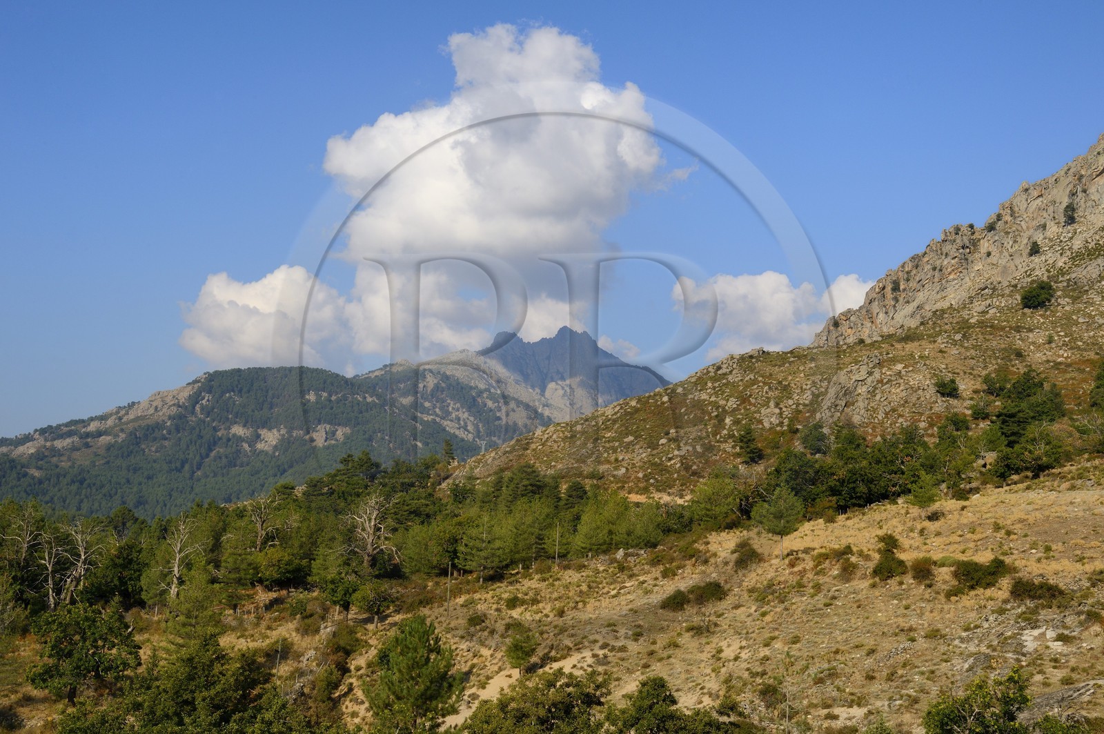 France, Haute-Corse (2B), région du Niolu (Niolo) vers Calasima plus haut village de Corse (1 095m)