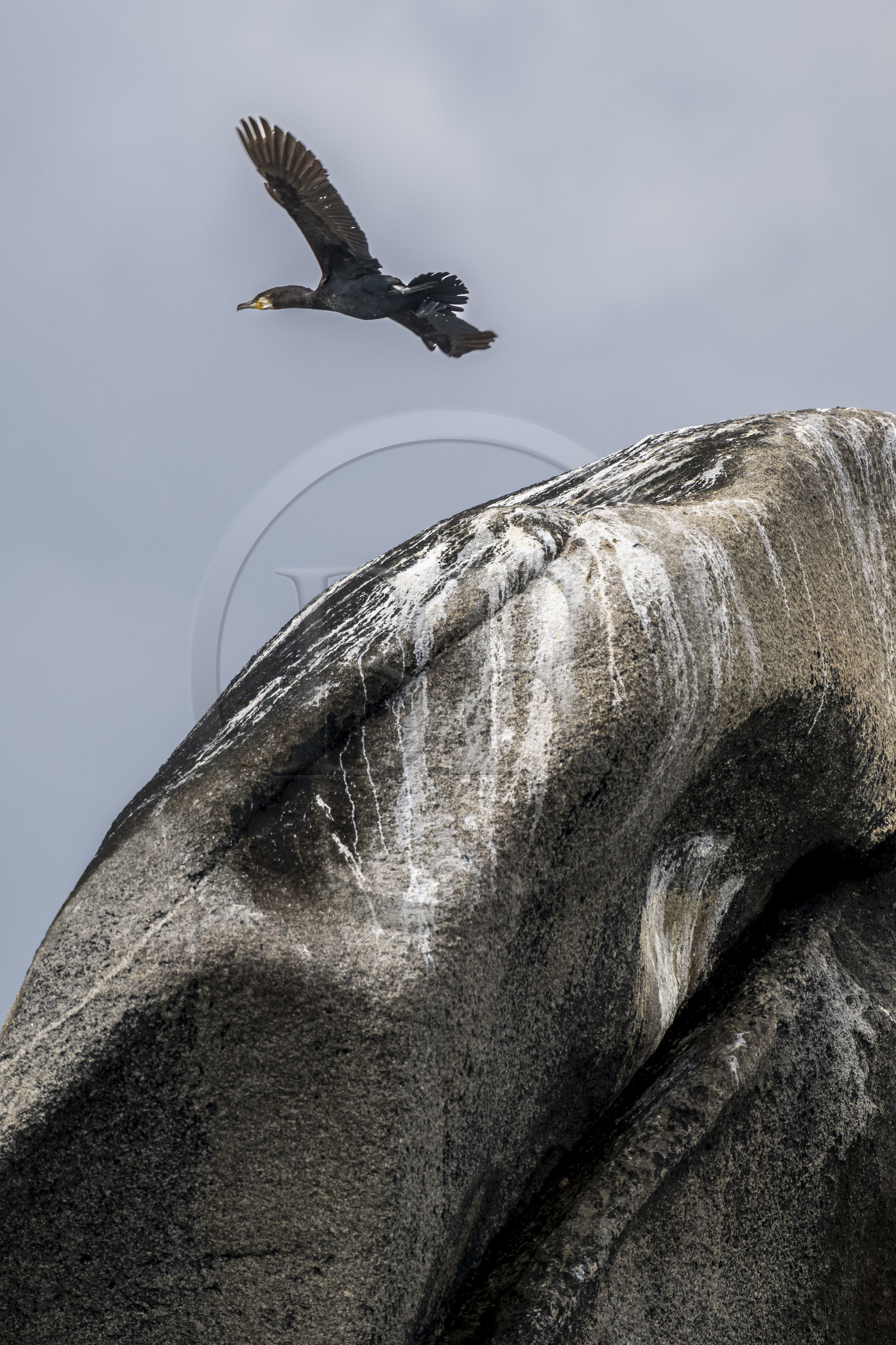 France, Finistère, Penmarch, Étocs archipelago, Great Cormorant (Phalacrocorax carbo) perched on a rock