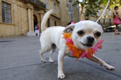 France, Bouches-du-Rhône (13), Aix-en-Provence, place de l'Hôtel de ville, Chihuahua à collier de fleur