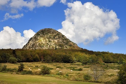 France, Ardèche (07), parc naturel régional des Monts d'Ardèche, Massif du Mézenc, troupeau de vaches dans un pré devant le Mont Gerbier-de-Jonc (suc de 1551 m) où la Loire trouve sa source