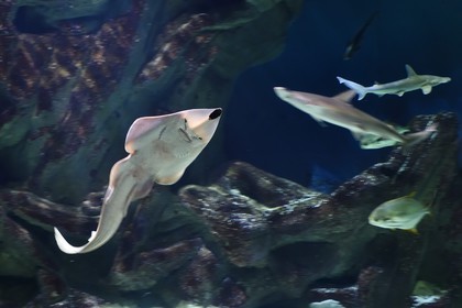 France, Charente-Maritime (17), La Rochelle, Aquarium La Rochelle, Mention obligatoire, zone océanique, raie guitare (Rhynchobatus djiddensis)