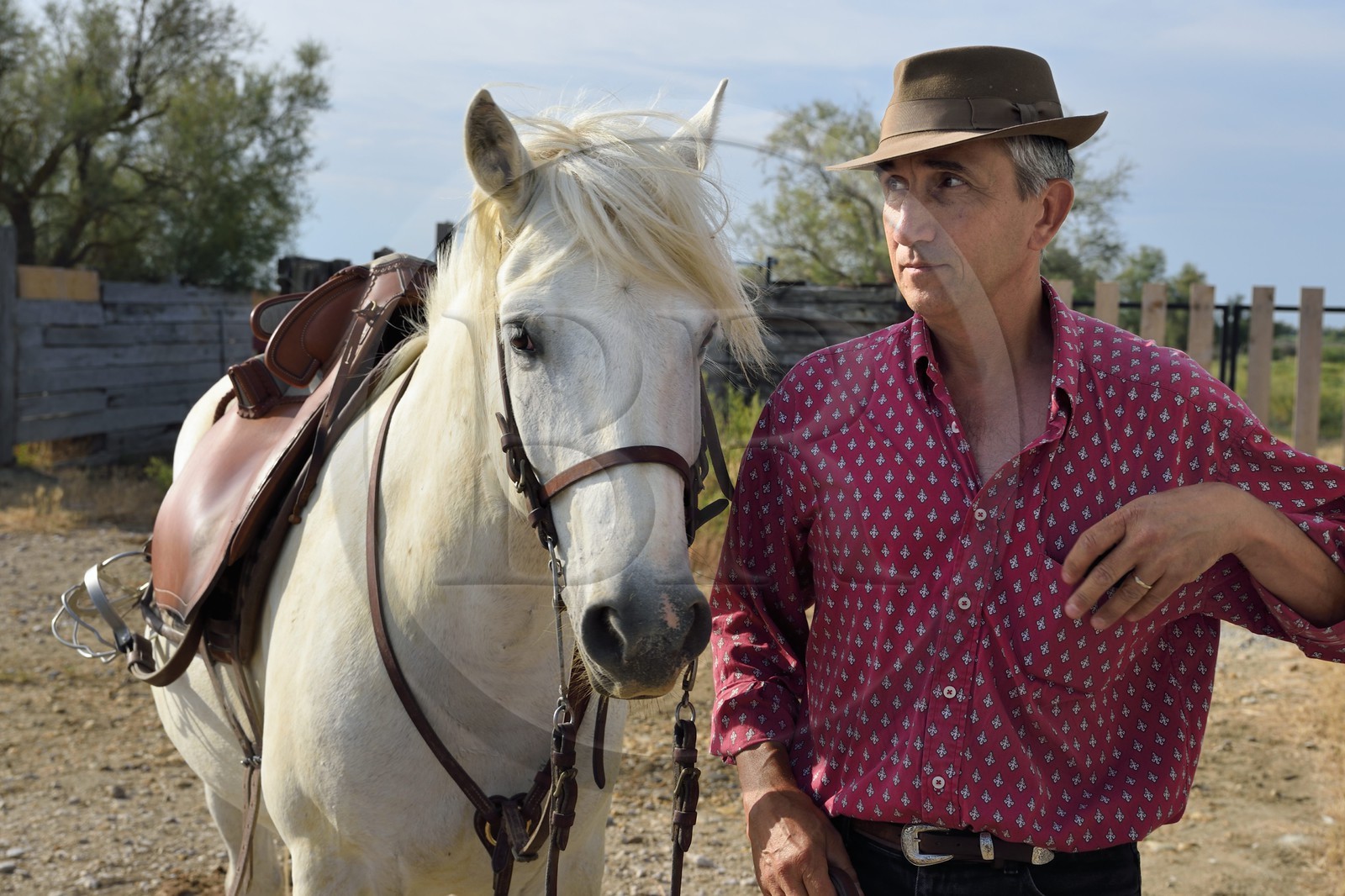 France, Bouches-du-Rhône (13), Parc naturel régional de Camargue, manade Jacques Mailhan, le gardian Christophe Prezet et son cheval camarguais