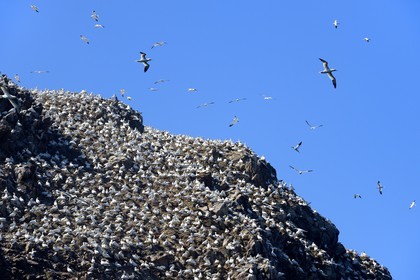 France, Cotes-d'Armor, Perros-Guirec, Sept-Iles Archipelago and bird sanctuary, Rouzic island, northern gannets colony (Morus bassanus), single point of nesting in France for more than 20,000 couples