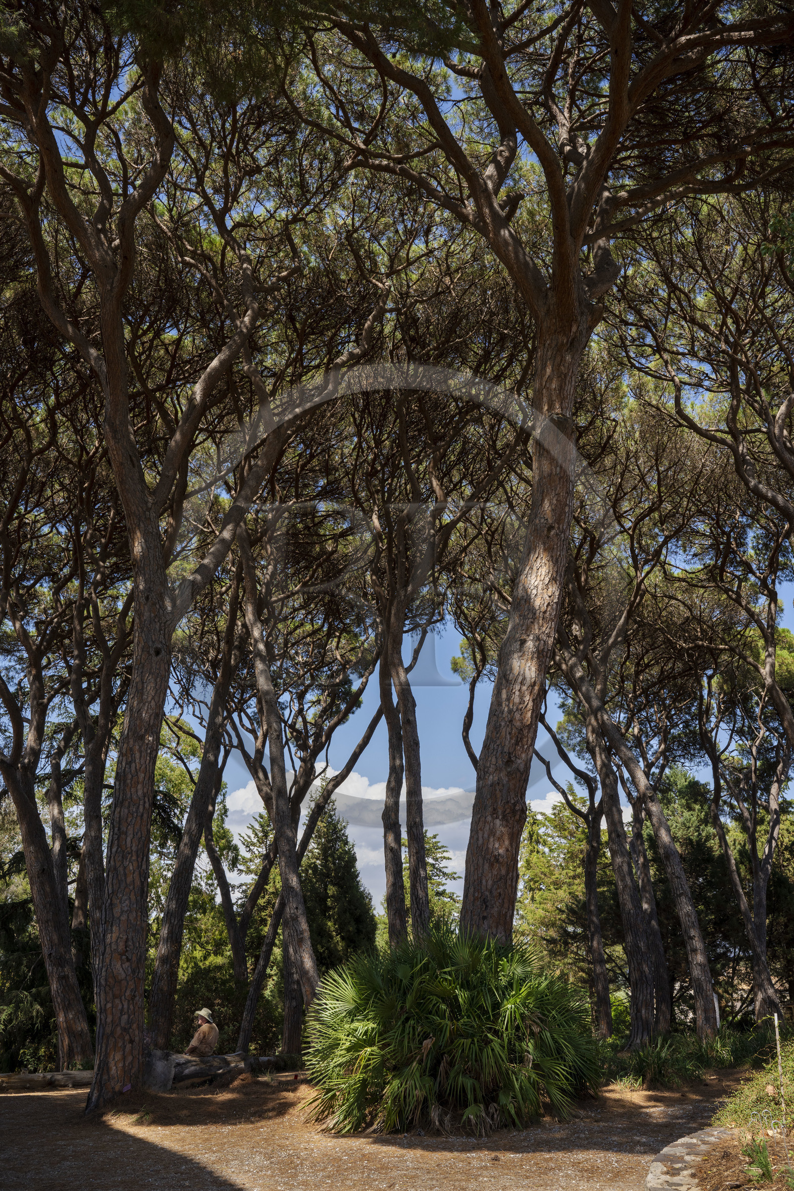France, Alpes-Maritimes, Antibes, The Botanical Garden of Villa Thuret (attached to INRAE), labeled Jardin Remarquable (Outstanding Garden) and Remarkable Tree, the stone pines or umbrella pines, even close, respect a distance at the level of the crown called shyness cleft