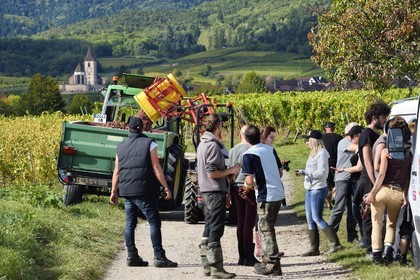 France, Haut-Rhin (68), Route des vins d'Alsace, Ribeauvillé, vendanges sur une parcelle du Domaine viticole Philippe Christ et l'église fortifiée Saint-Jacques-le-Majeur de Hunawihr en arrière plan