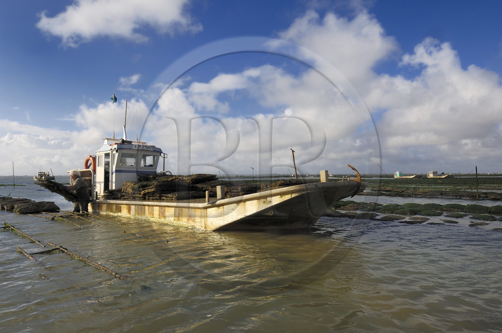 France, Charente-Maritime (17), le bassin Marrennes-Oléron au large de l'Ile d'Oléron, l'ostréiculteur André Massé dans un de ses parcs à huîtres
