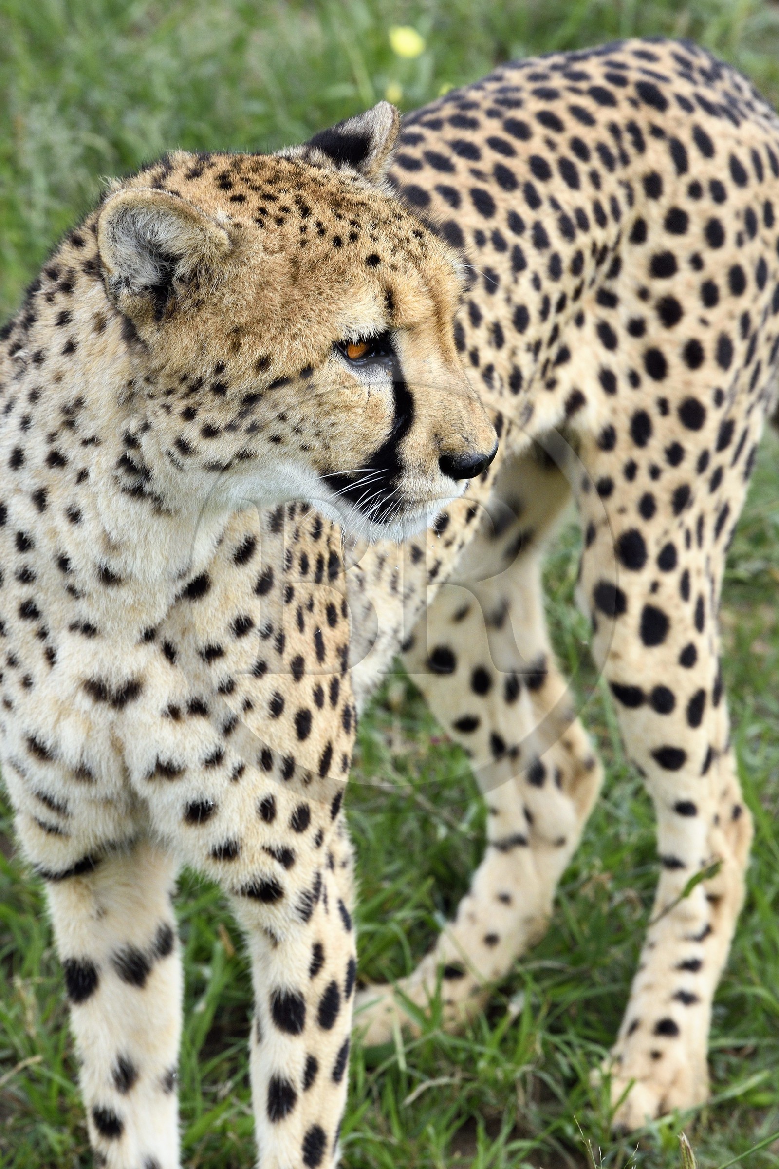 Namibia, Otjiwarongo, Cheetah Conservation Fund, research and education centre, cheetah (Acinonyx jubatus)