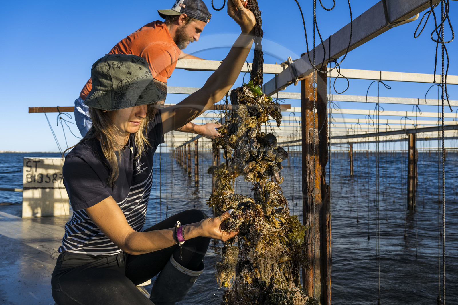 France, Herault, Etang de Thau, Meze, shellfish producers Quentin and Emmeline, suspension farming on ropes in the oyster bed