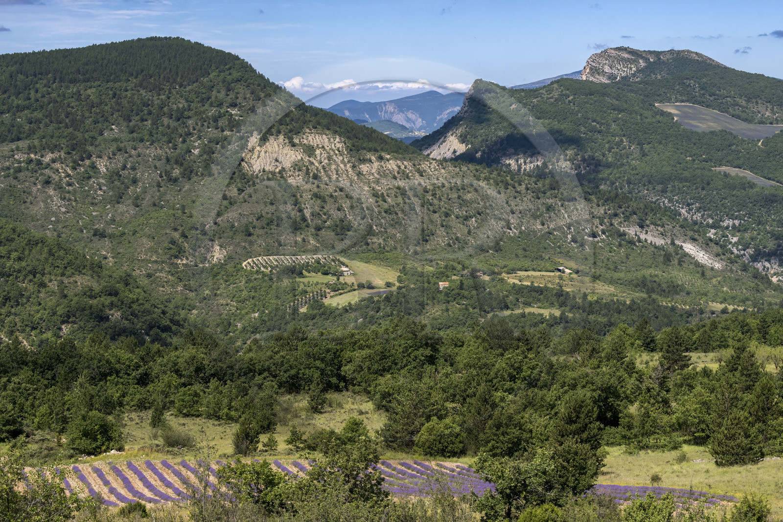 France, Drôme (26), parc naturel régional des Baronnies provençales, Saint-May, la vallée de L'Eygues, champ de lavande